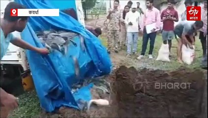 प्रतिबंधित मांगुर मछलियों के लिए खोदी गई 'कब्र'; कवर्धा में 4.50 क्विंटल खतरनाक मछली जब्त; जानिए बैन की वजह