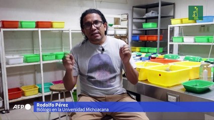 Indígenas y científicos se unen en México para salvar a un anfibio considerado un elixir