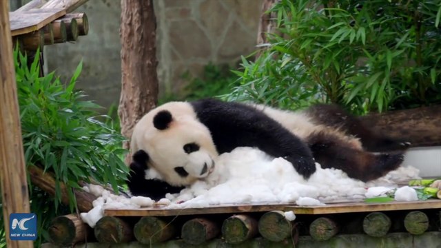 Cina, festa di compleanno speciale per due panda giganti di 3 anni