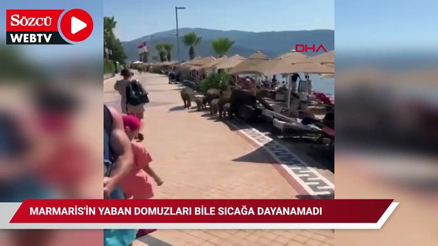Marmaris'in yaban domuzları bile sıcağa dayanamadı