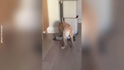 Puppy Turns Water Bowl Into Splash Zone