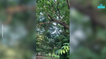 Cockapoo’s Tree-Climbing Chase After Squirrel