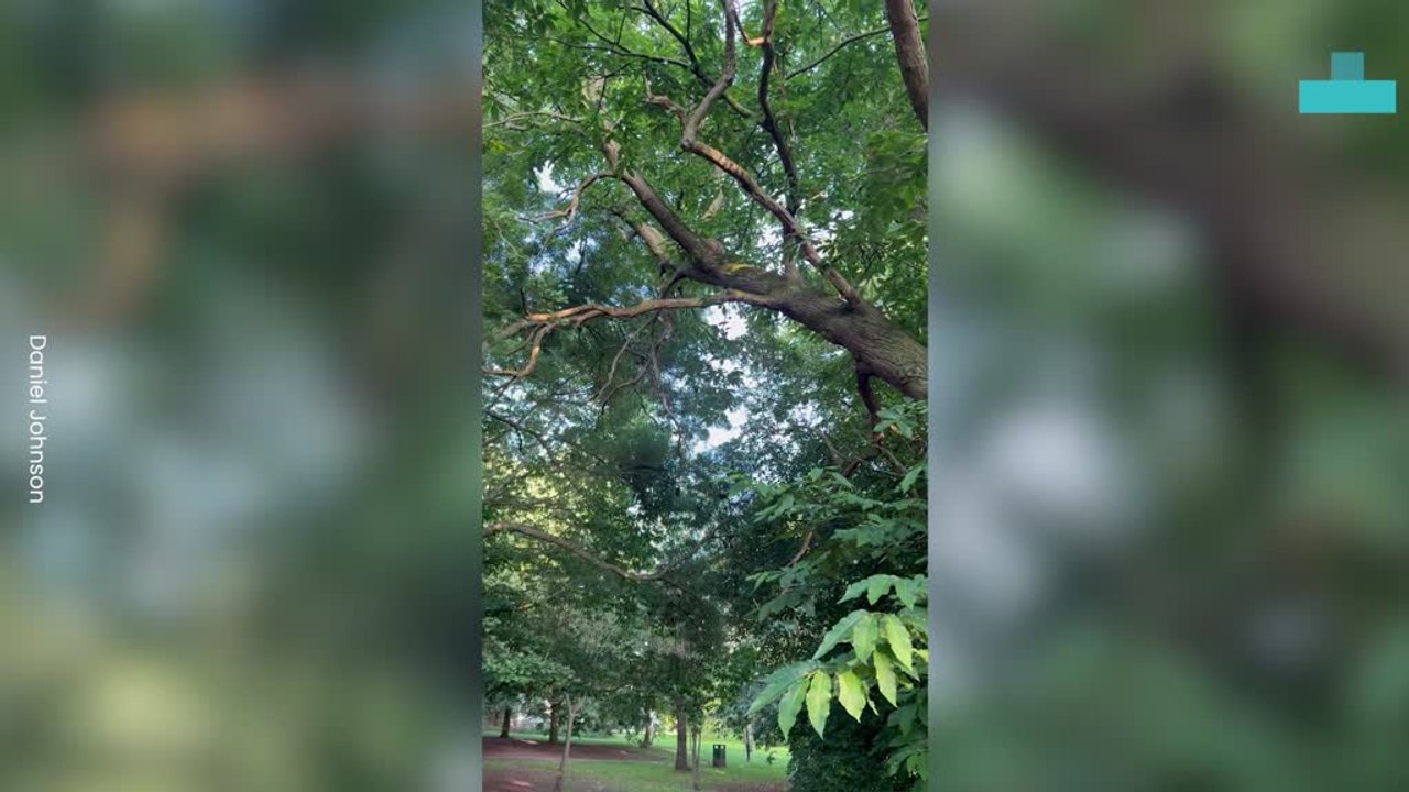 Cockapoo’s Tree-Climbing Chase After Squirrel
