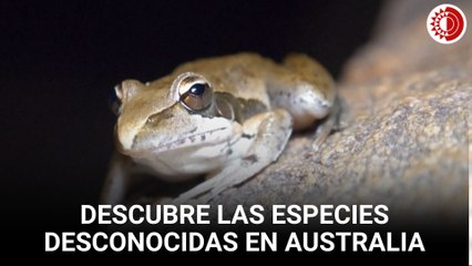 Descubre las especies desconocidas en Australia
