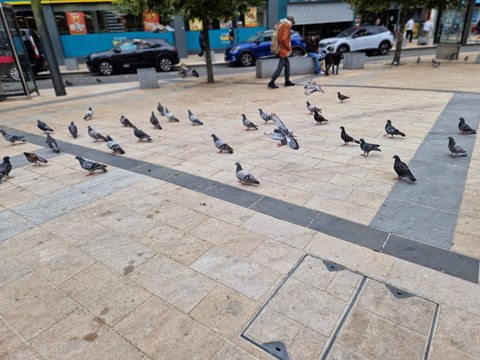 Pigeons at Waterloo Place in Derry