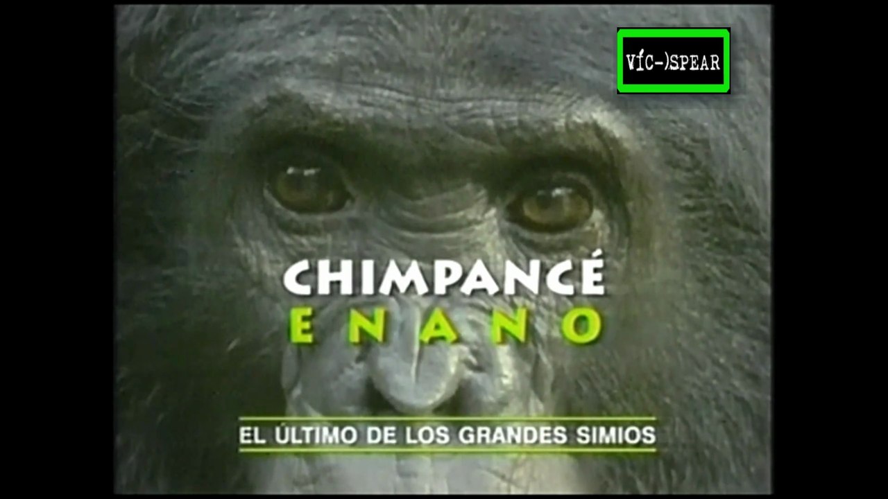 Enciclopedia de Animales: El Chimpancé Enano el último de los simios - Documental (1995) - Español Latino