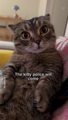 A cat enjoying stories told by Mom