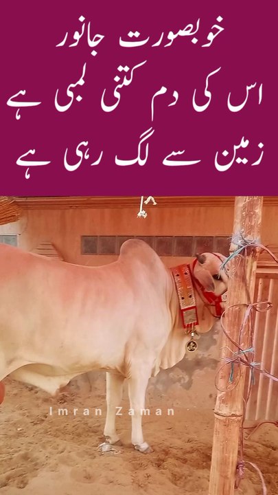 Iski Dumm kitni labi hy😲