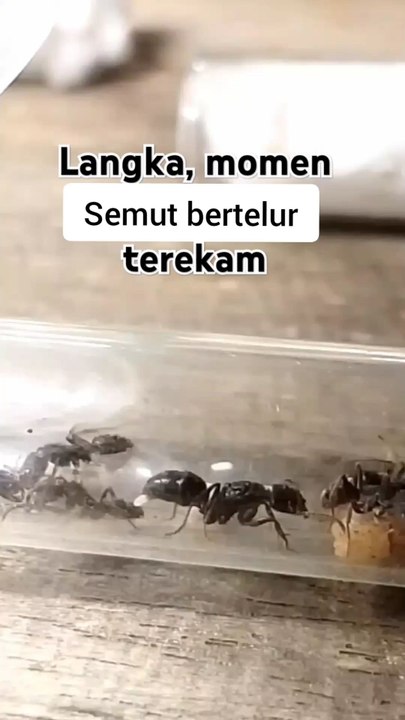 Ratu semut bertelur
