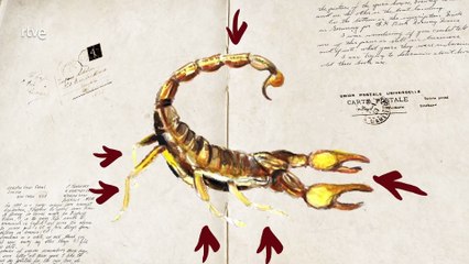 Cuaderno de campo, Escorpiones