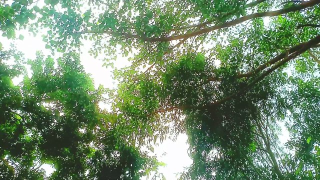 Relax wiRelax with the pure sound of birds singing (Nightingale, Blackbird, Chaffinch, Cuckoo and others) and the view of a very calm forest | Nature with Amit