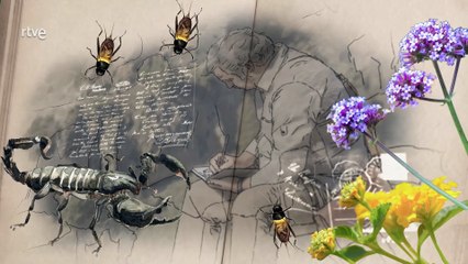 Cuaderno de campo, Buitres