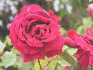 Mignonne allons voir si la rose