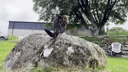 Lamb Doesn’t Want Cat On Her Rock