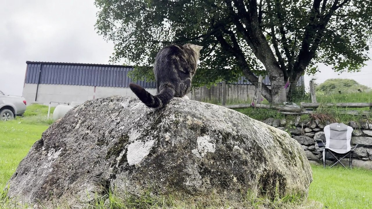 Lamb Doesn’t Want Cat On Her Rock
