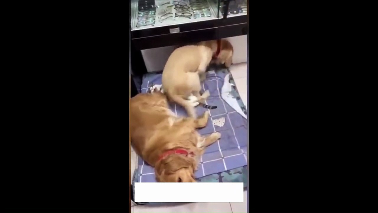 Try not to laugh! (Impossible) You Laugh, You Lose!