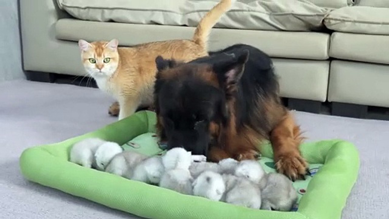 The Mom Cat was Surprised! German Shepherd Takes Better Care of Kittens Than She Does