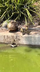 Ducklings Use Turtle as Step to Climb Onto Land