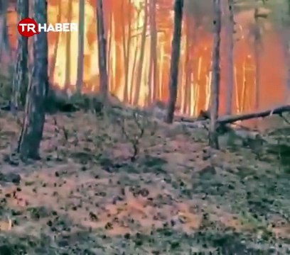 Son dakika!Eskişehir'deki orman yangınında kahreden haber! 10 orman işçisi ve 1 yangın söndürme gönüllüsü şehit oldu