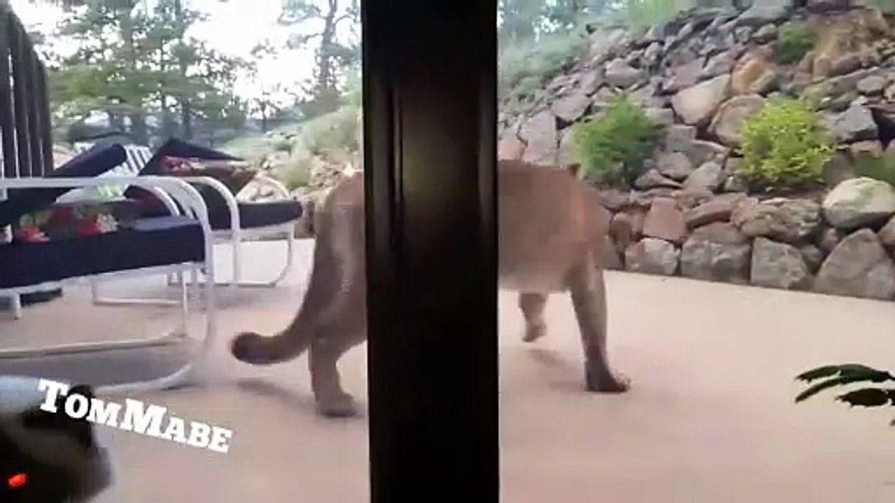 Ce chat veut faire copain copain avec un puma... Courageux