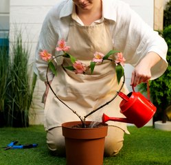 Planter en toute simplicité : conseils pour des jardins florissants tout au long de l'année !