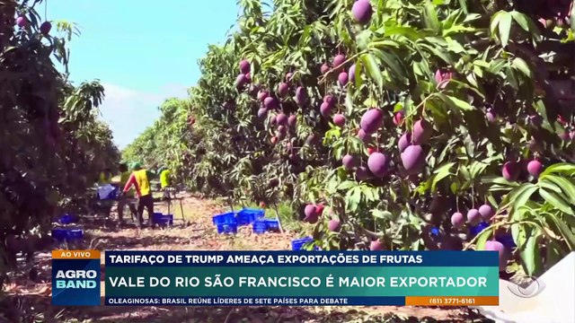 Tarifaço de Donald Trump ameaça exportações de frutas