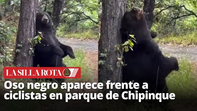 Oso negro sorprende a ciclistas en Chipinque, Nuevo León