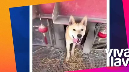 Perros se hacen virales por viajar con su dueño en tráiler