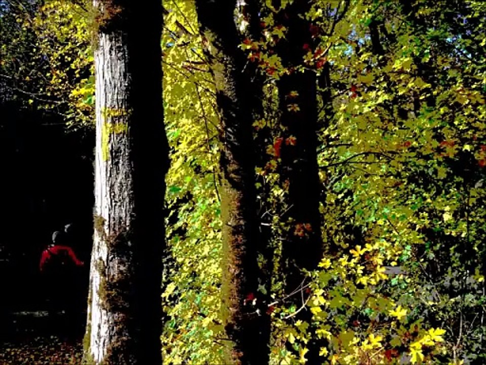 Arbres (montage artistique)