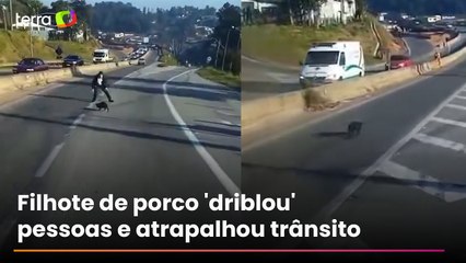Porco 'fujão' invade rodovia e para trânsito em São Roque; veja
