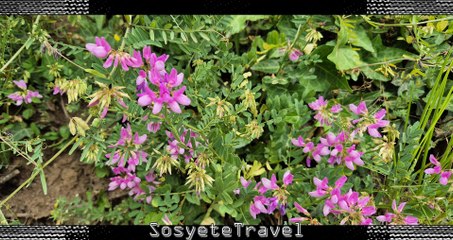 İngilizce Çiçekler ve Türkçe Karşılıkları