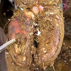 Carving Out a Cow's Hoof and Healing It!