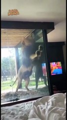 Leão surpreende hóspede em hotel de luxo na savana e viraliza
