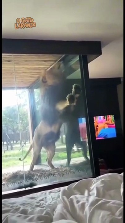 Leão surpreende hóspede em hotel de luxo na savana e viraliza