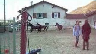 chevaux trotant