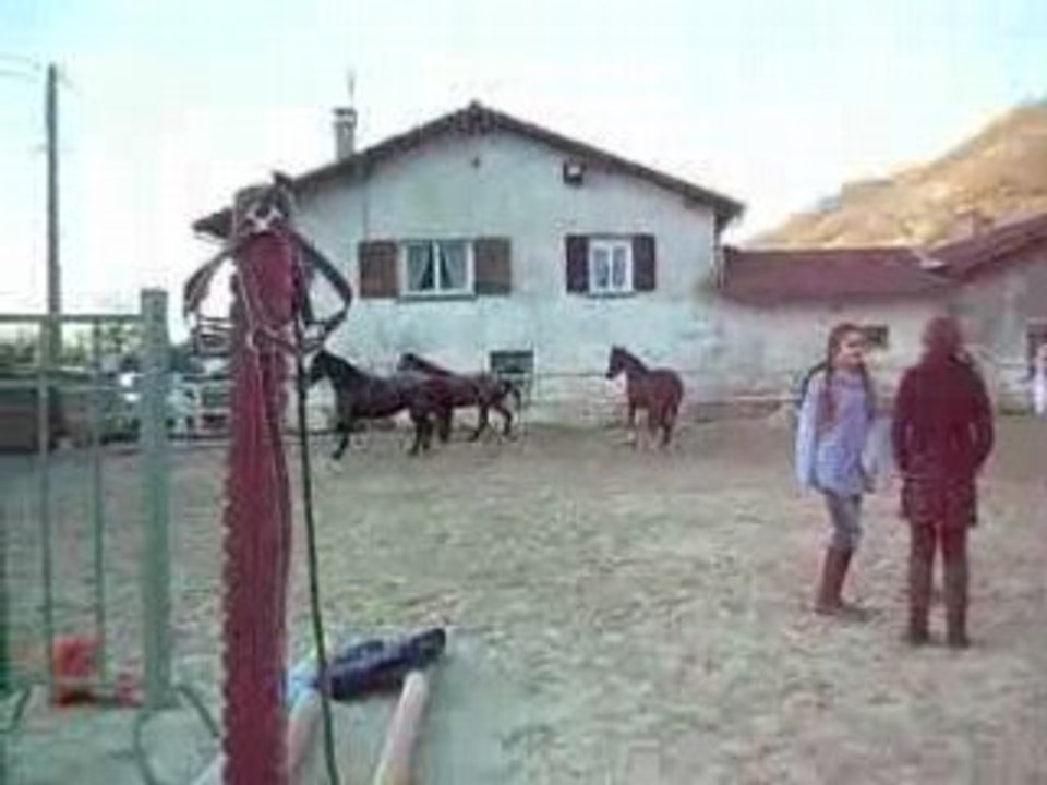chevaux trotant