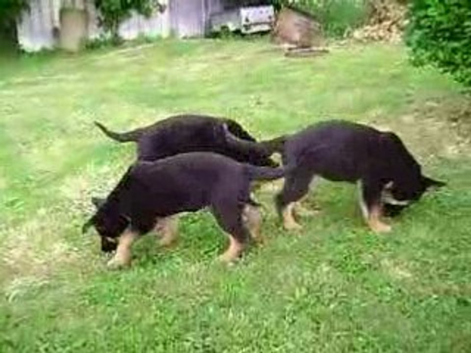 chiots berger allemand de l'élevage d'araval