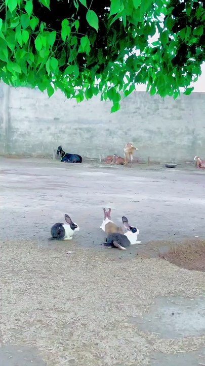Village life