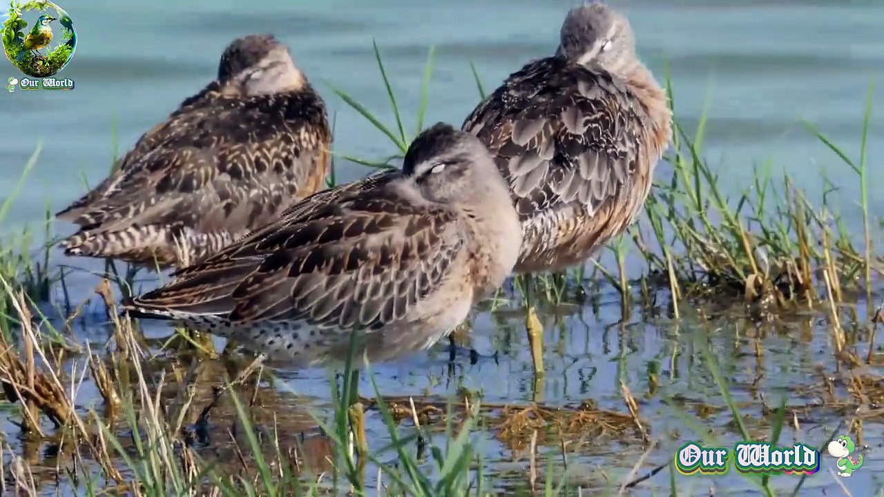 Short-billed Dowitcher - Migratory Shorebird - Birding Planet