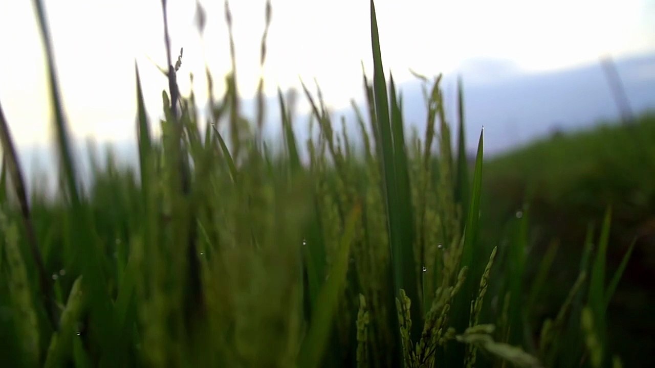 moving through dewy rice crops