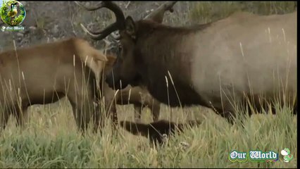 Scottish Islands Red Deer