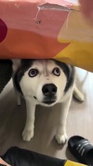 Husky just wanted some food 🥲