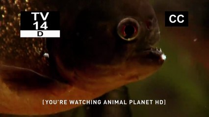 River Monsters S01E01 Piranha
