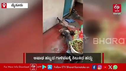 ಮೈಸೂರು: ಗಾಳಿಪಟದ ದಾರಕ್ಕೆ ಸಿಲುಕಿ ವಿಲವಿಲ ಒದ್ದಾಡಿದ ಹದ್ದಿನ ರಕ್ಷಣೆ:- ವಿಡಿಯೋದಲ್ಲಿ ನೋಡಿ