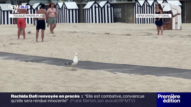 Le Touquet-Paris-Plage lutte contre la prolifération des goélands
