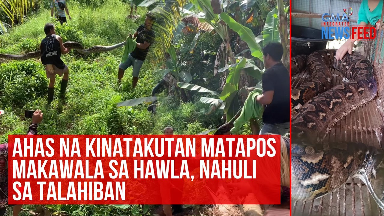 Ahas na kinatakutan matapos makawala sa hawla, nahuli sa talahiban | GMA Integrated Newsfeed