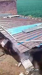 Crazy_bulls👿👿#funnyvideos_#funnyanimal_#bull_#buffalo_#bison_#fyp(360p)