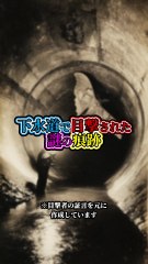 下水道で目撃された謎の痕跡