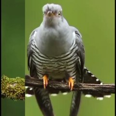 Nature Sound , birds beautiful Sound