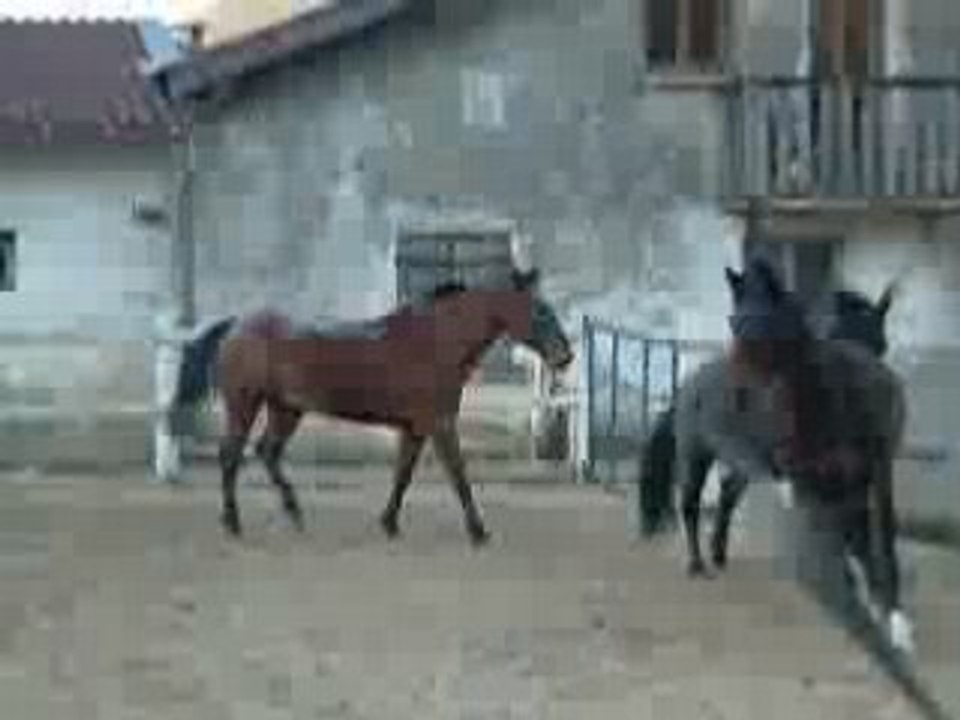 chevaux galopant